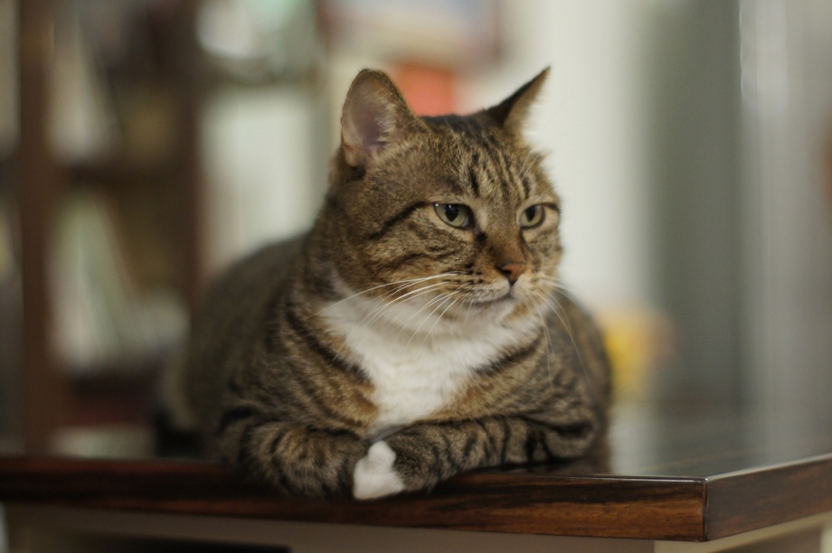 Кошка табби шиншилла