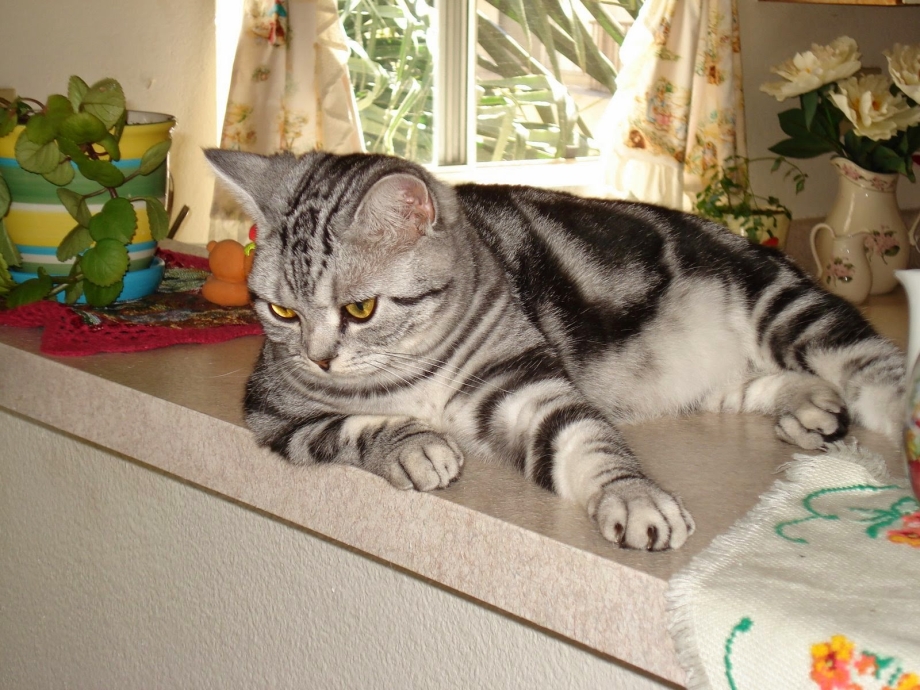 Американская короткошерстная кошка тэбби