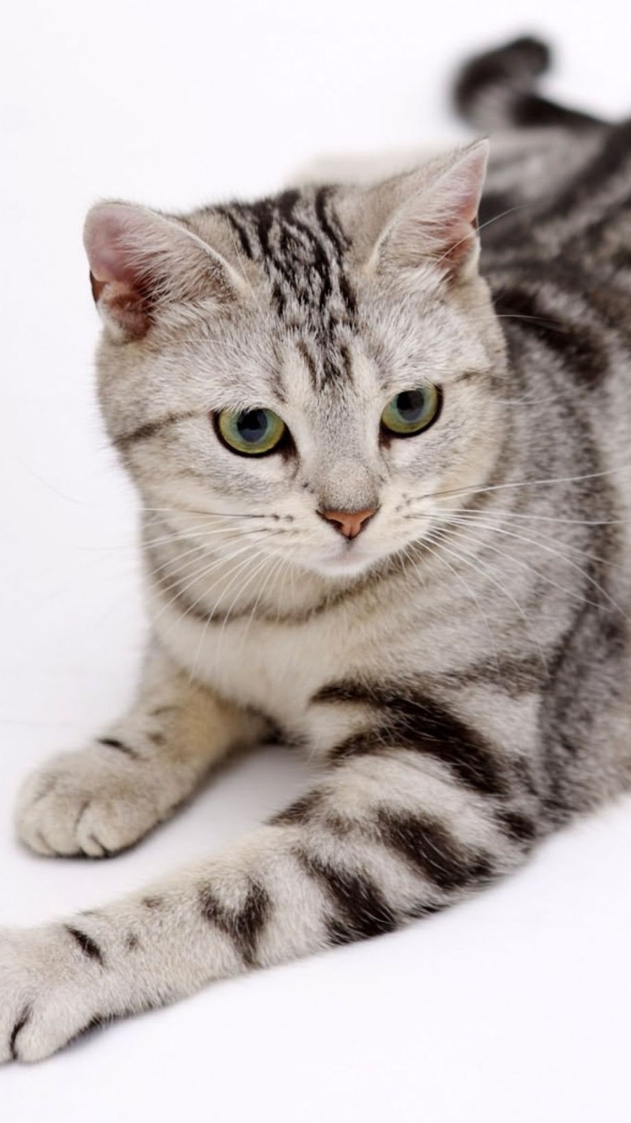 Британский короткошерстный tabby