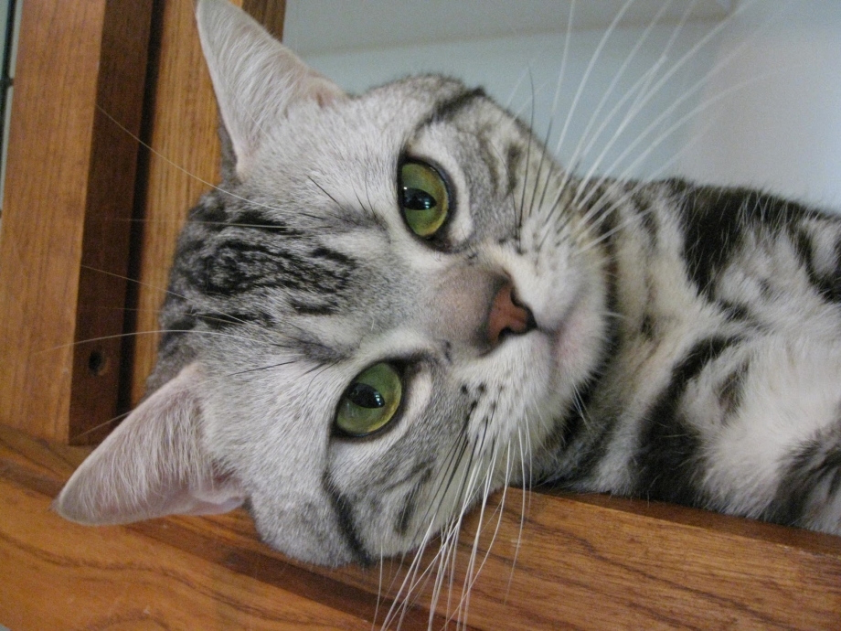 Ontario Cat Shorthair