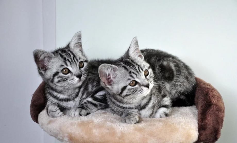 Американская короткошерстная кошка котята