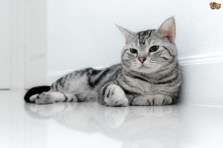 Американская короткошерстная кошка