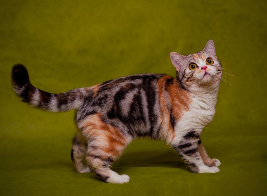 Американская короткошерстная кошка трехцветная