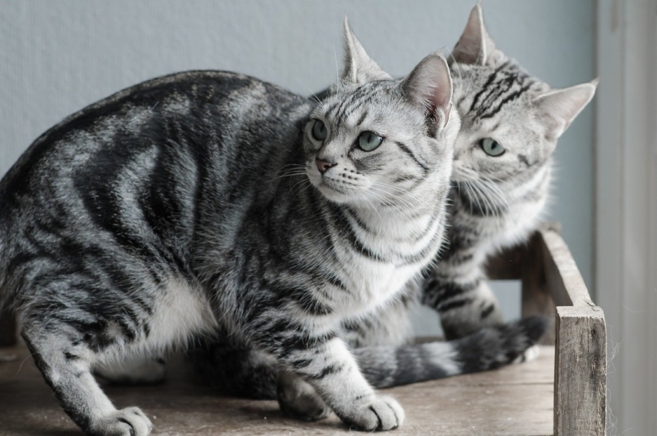 Американская короткошерстная кошка