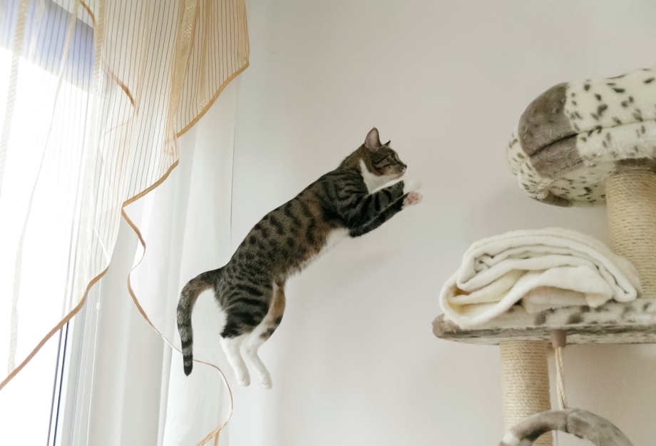 Кот сидит на шкафу