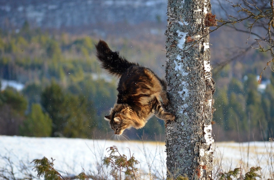 Кот прыгает с дерева