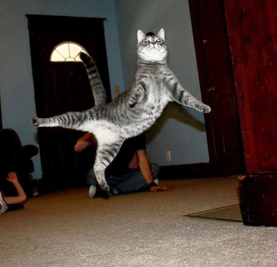 Коты бесятся