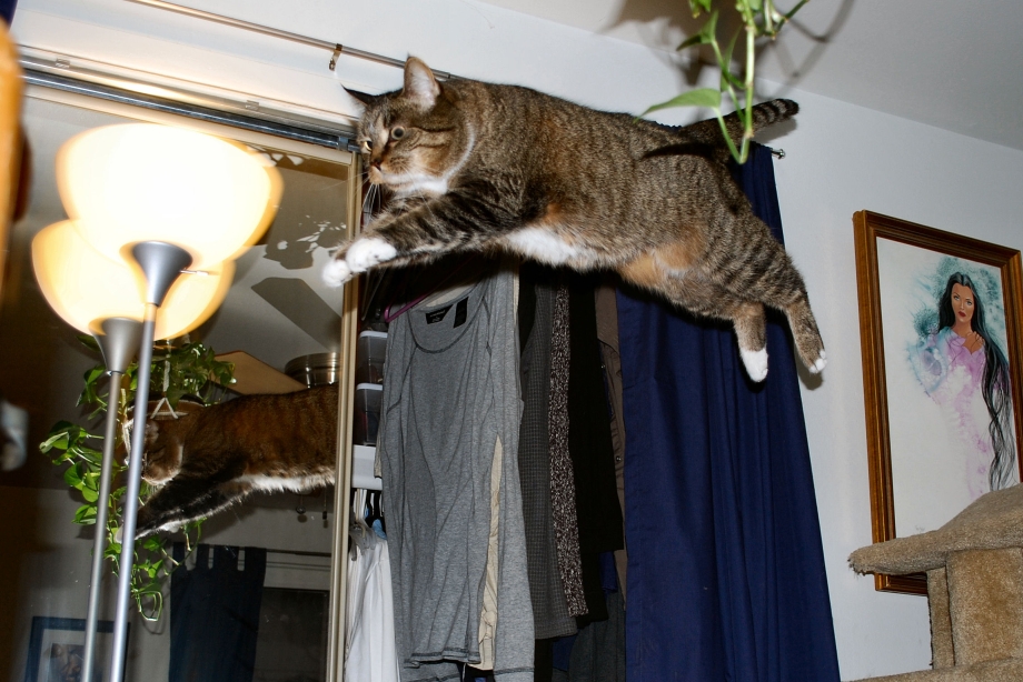 Кот носится