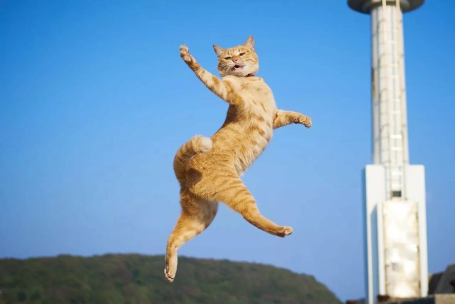 Кошка прыгает