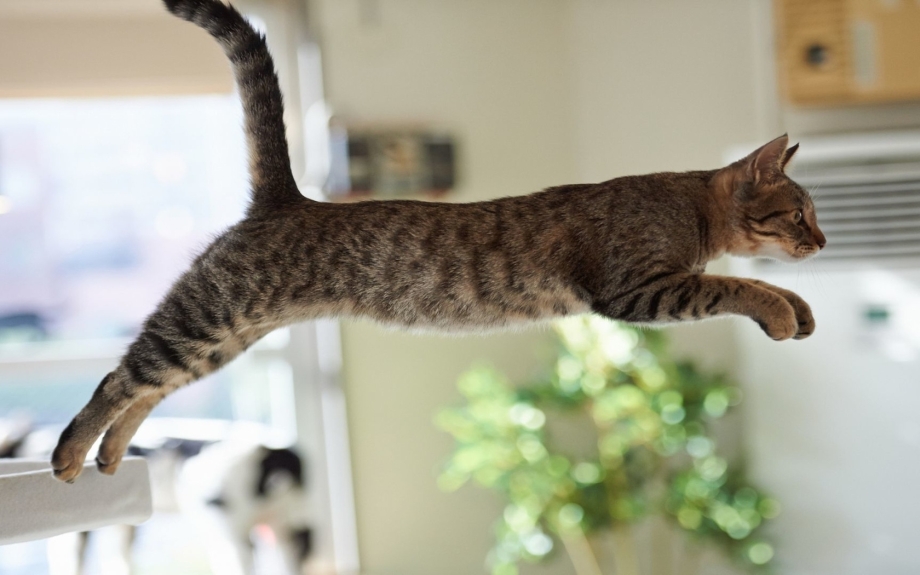 Кошачья Грация