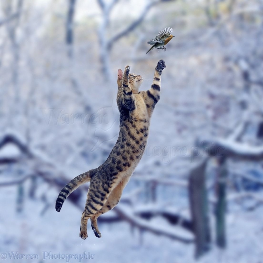 Кошка в прыжке