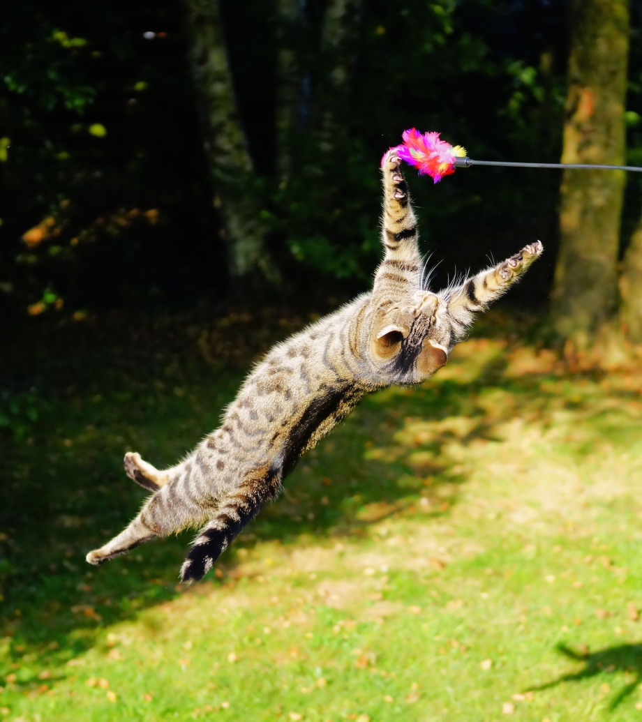 Кот прыгает