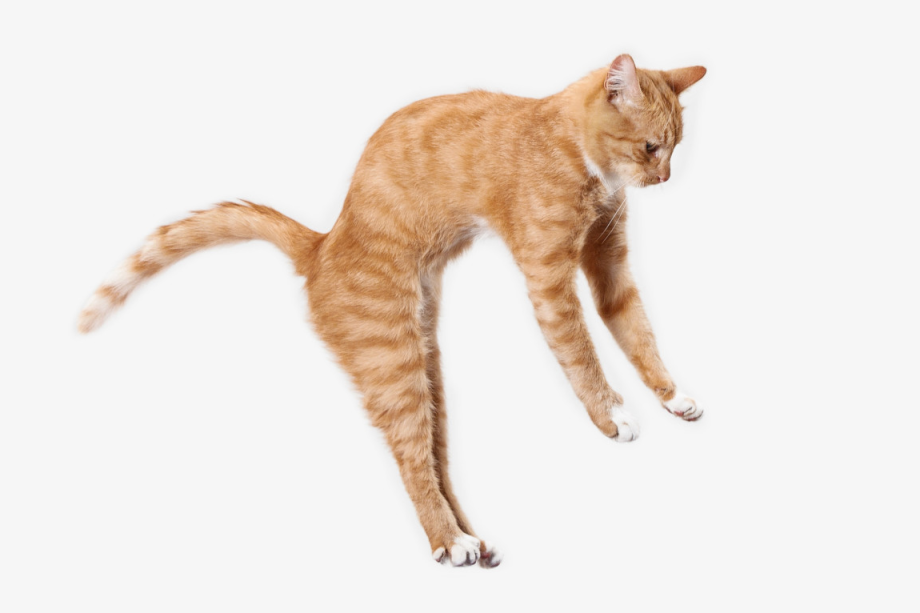 Кошка прыгает