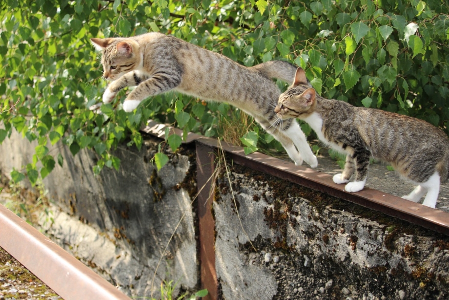 Котёнок напрыгивает