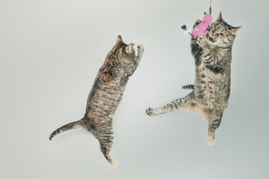 Коты веселятся