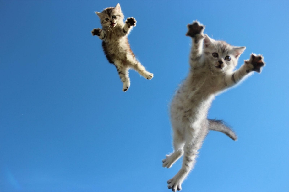 Летающий кот