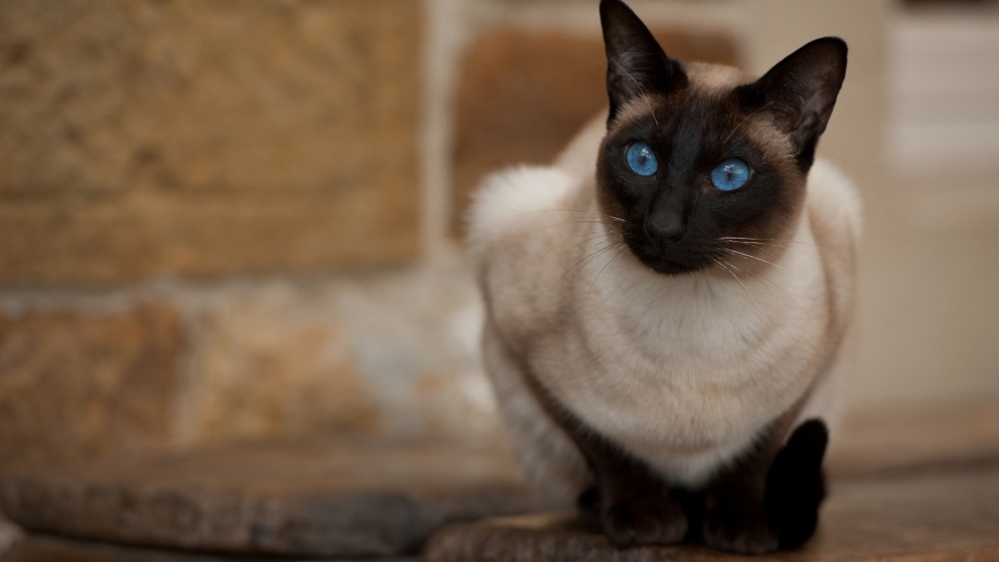 Сиамский и тайский кот