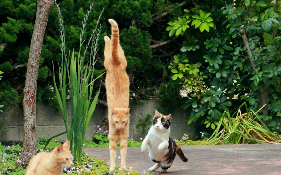 Котики резвятся