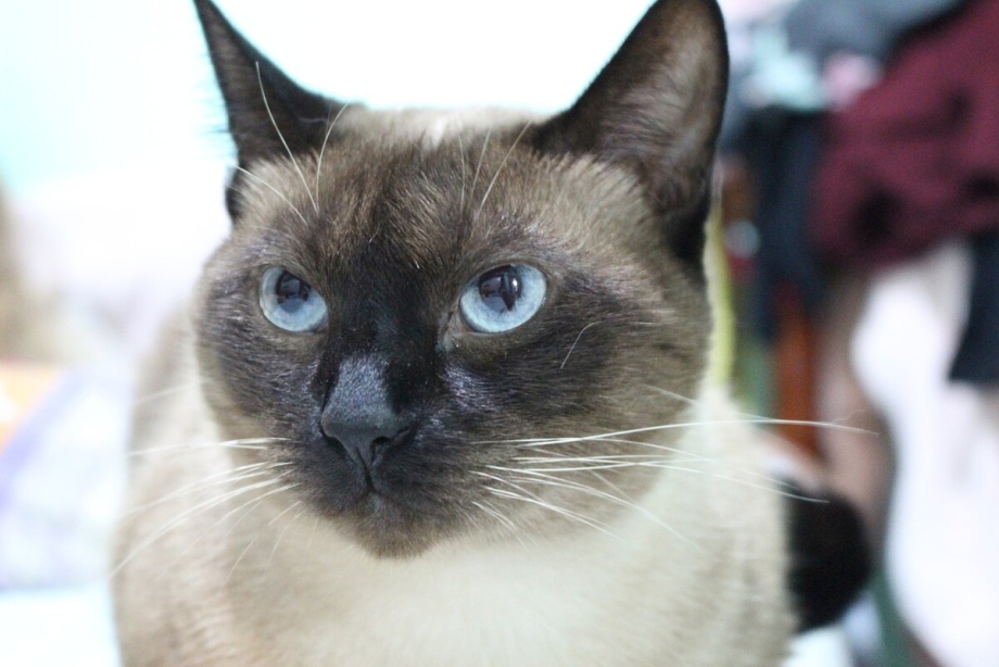 Сиамский кот косоглазый