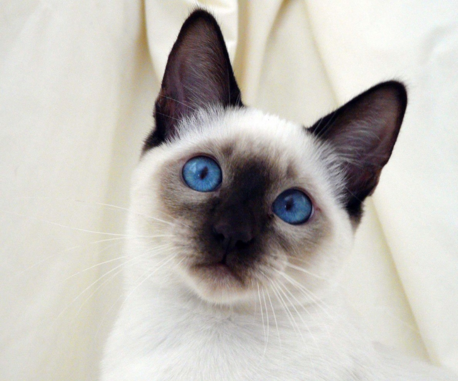 Сиамская кошка