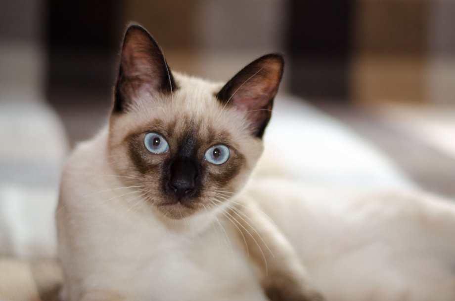 Сиамская кошка