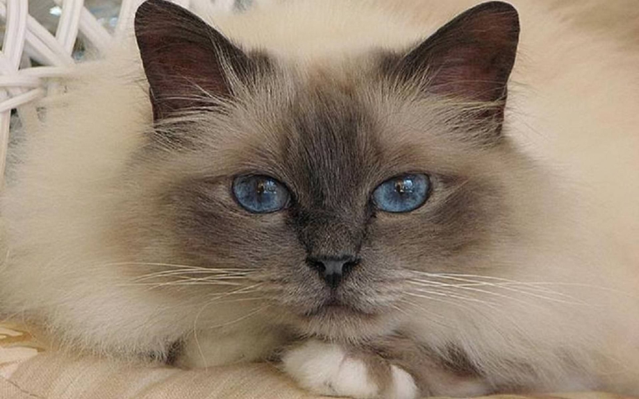 Сиамско бирманский кот