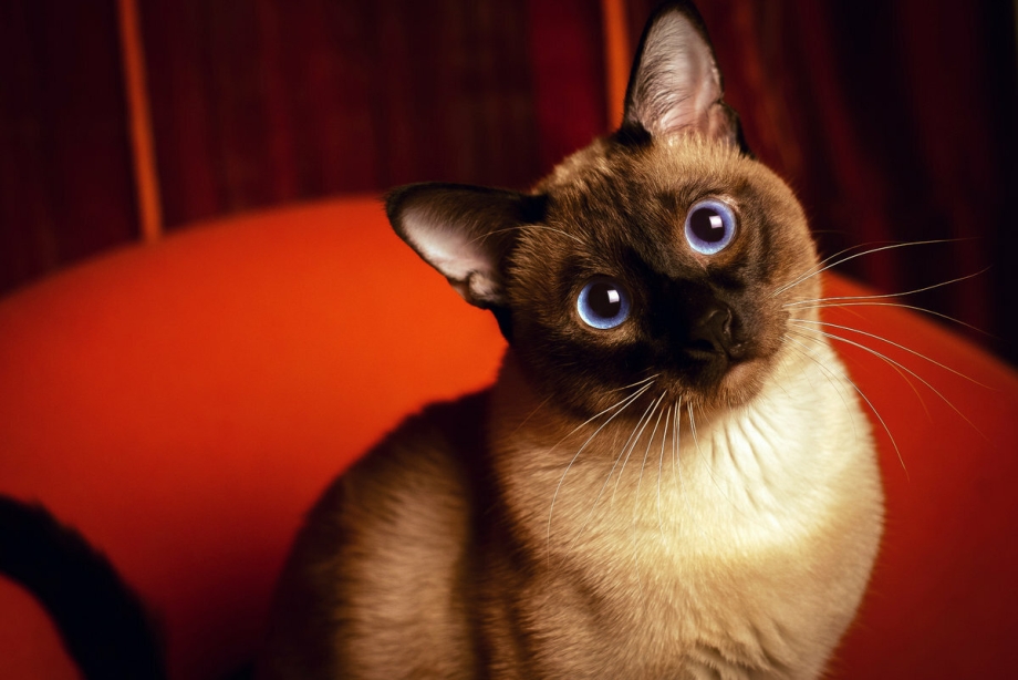 Сиамские коты