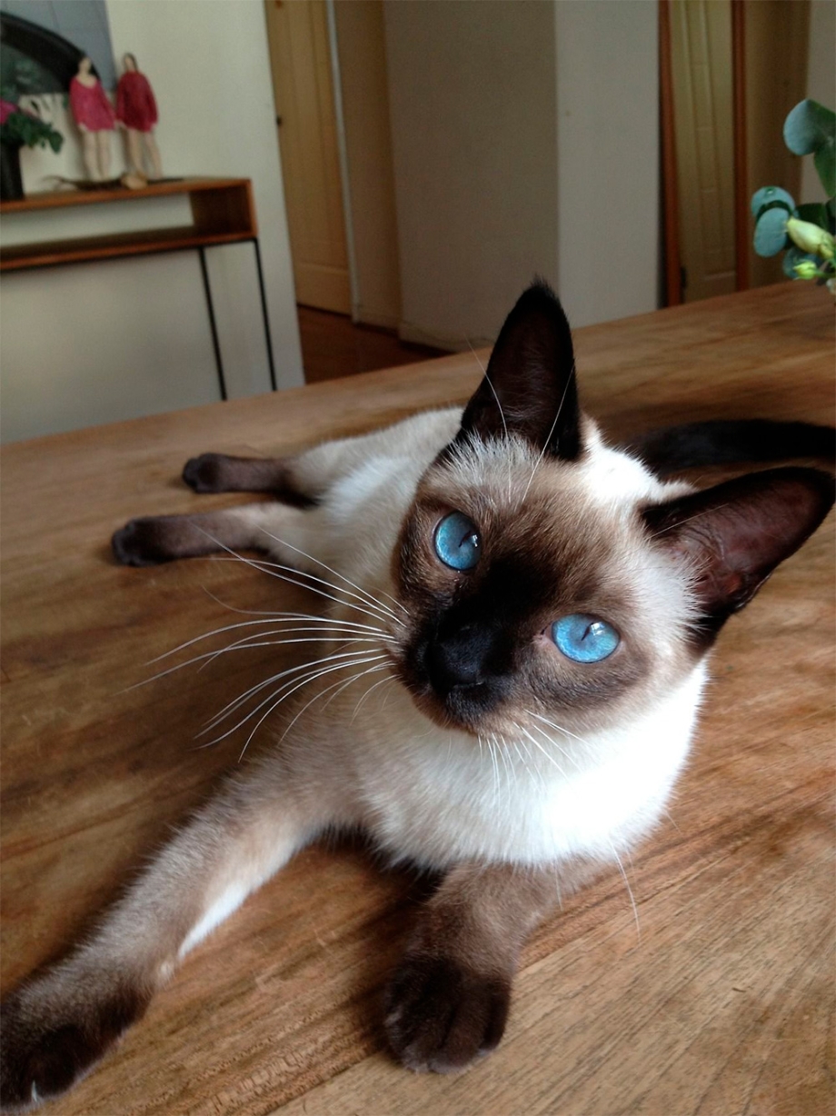 Сиамская кошка котенок
