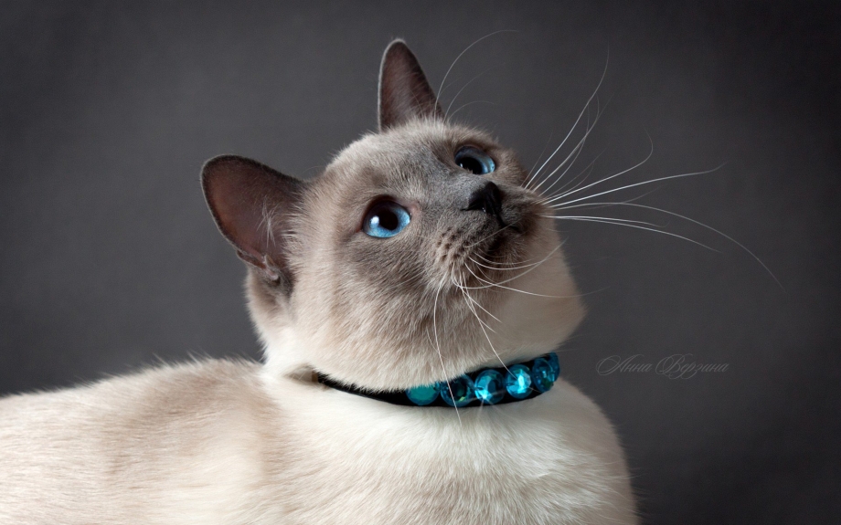 Сиамская кошка серая
