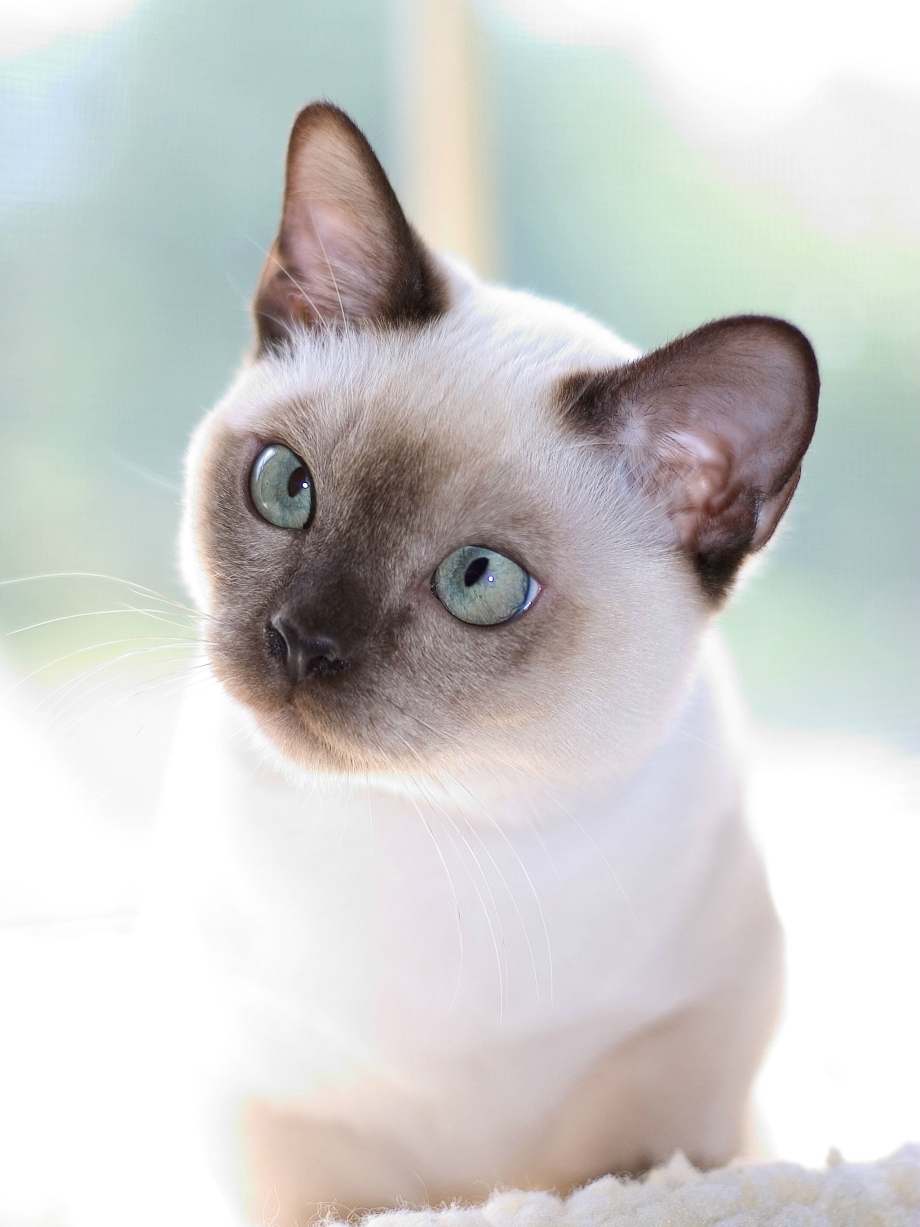 Сиамский кот короткошерстный