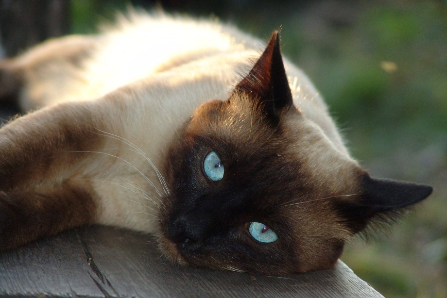 Сиамские коты