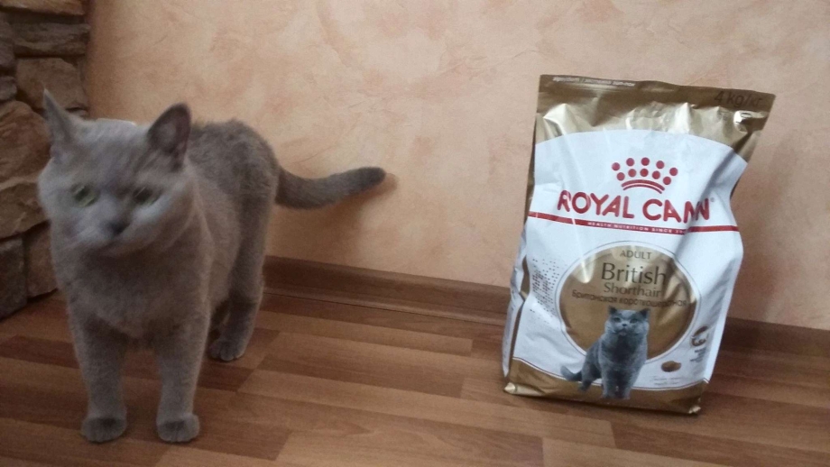 Роял Канин для шотландских котят