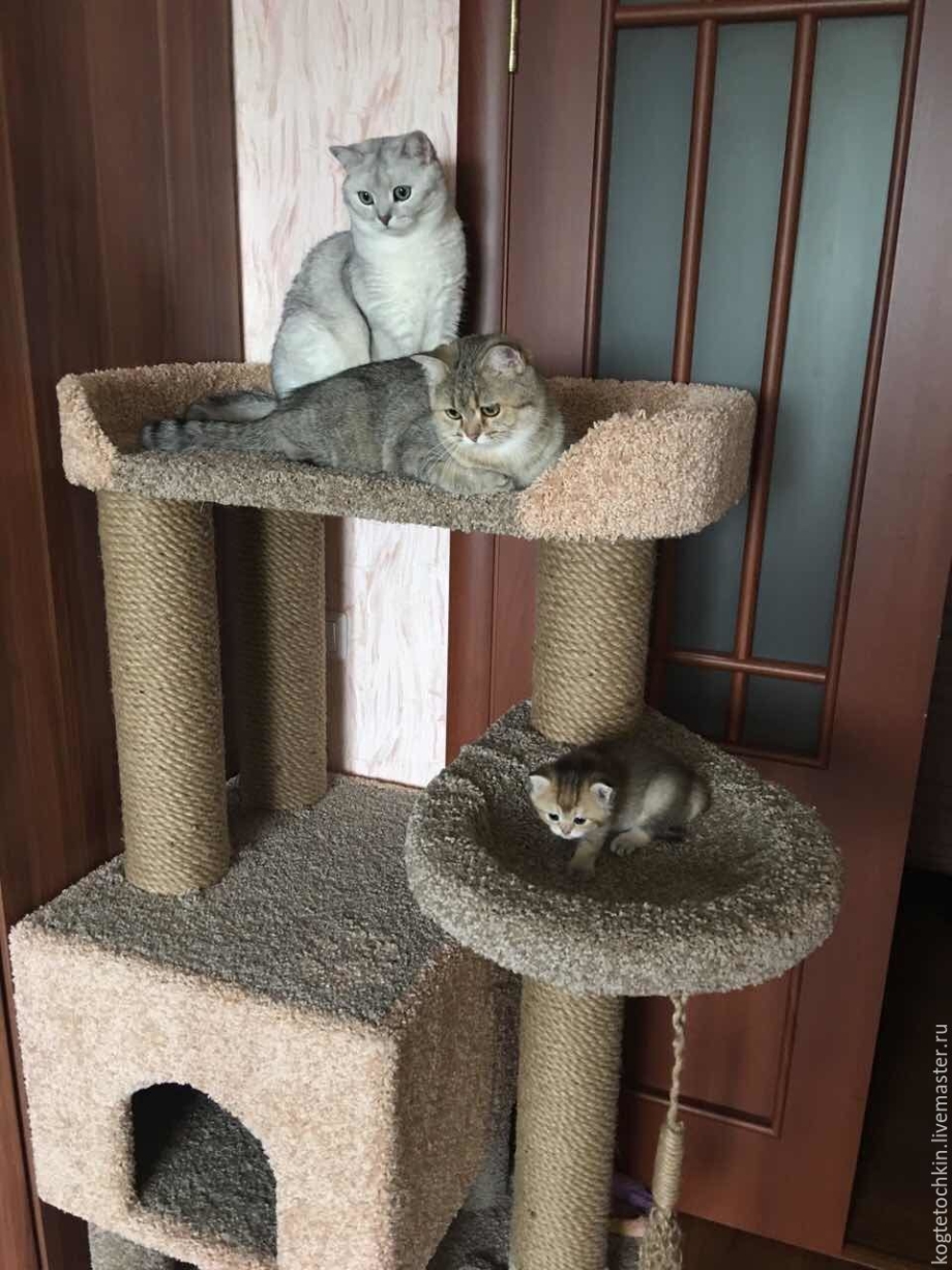 Кошачий комплекс для Мейн куна