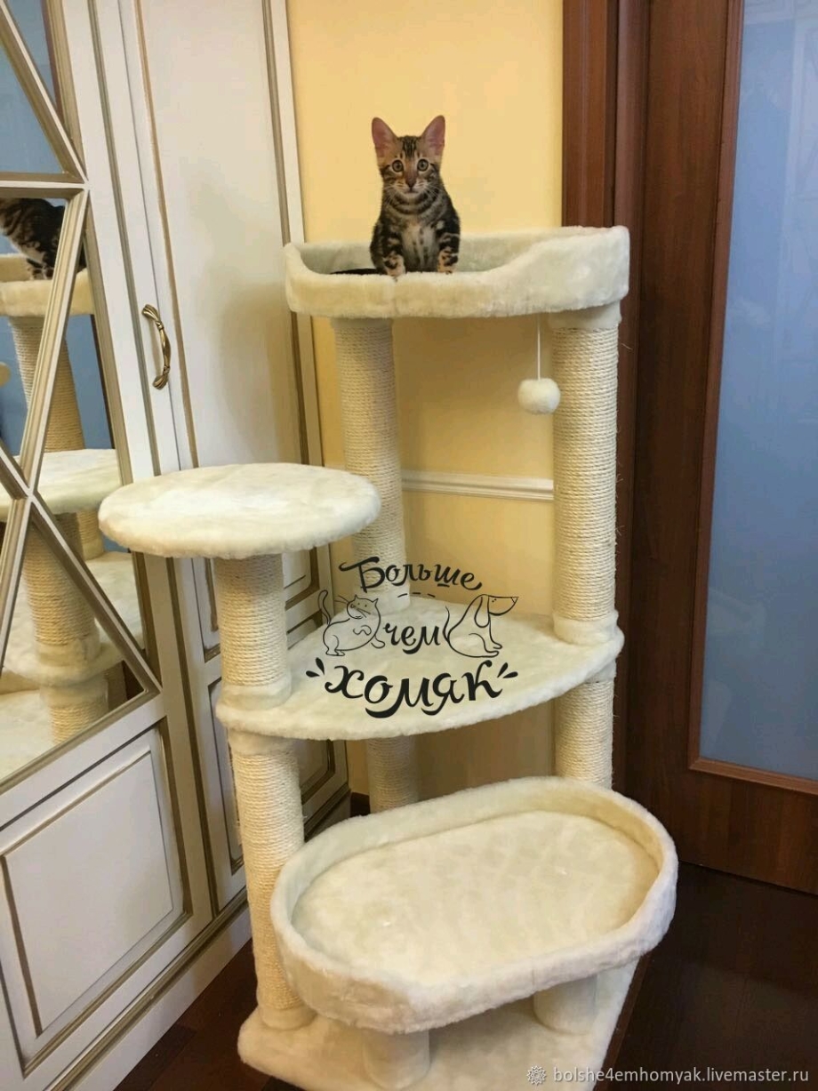 Комплекс для Мейн куна