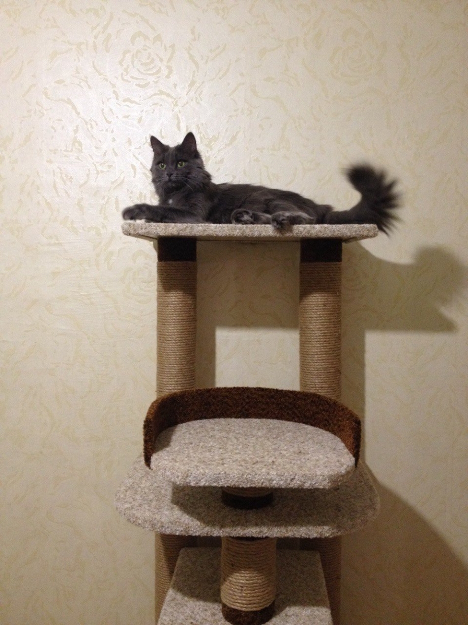 Кошачий комплекс для Мейн куна