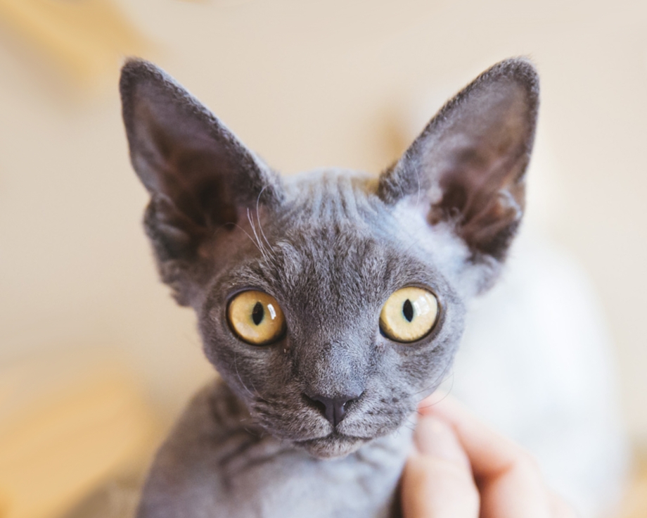 Порода кошек Devon Rex