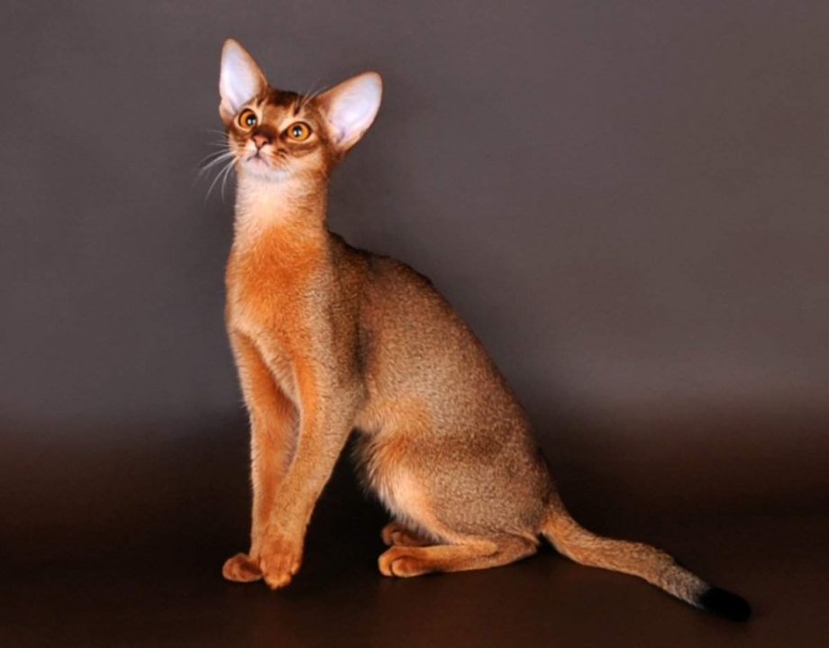 Абиссинская кошка серая