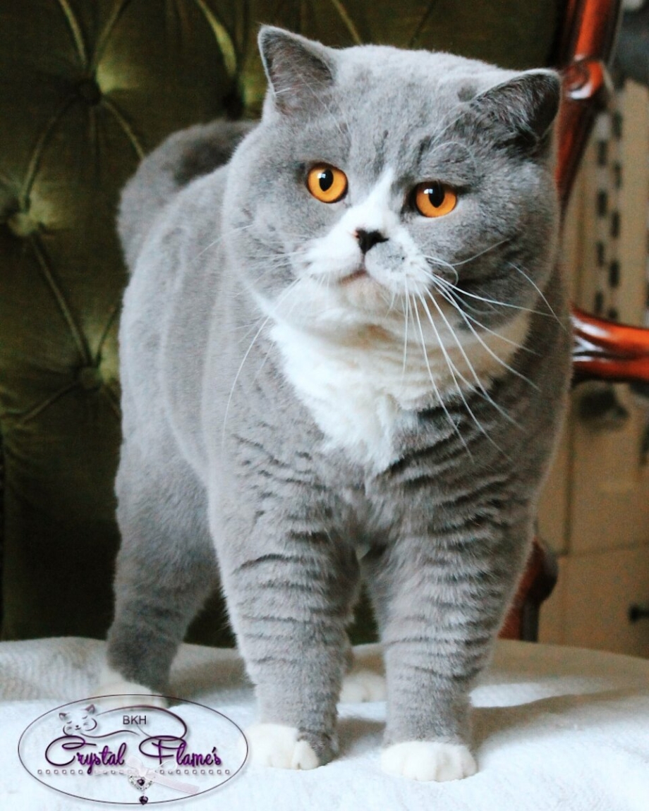 Породы кошек с густой шерстью