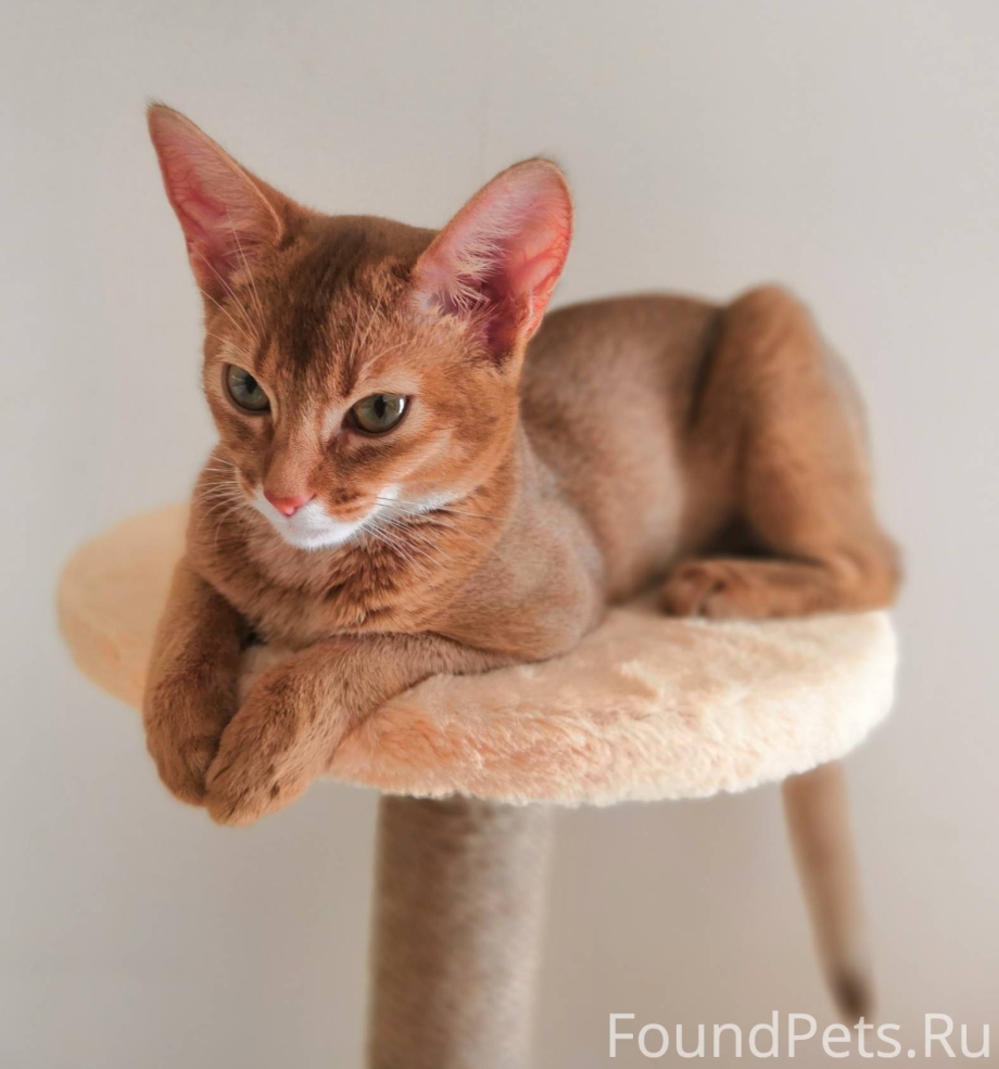 Котята с короткой шерстью