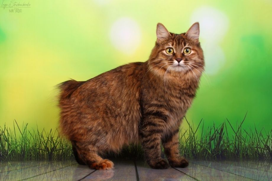 Коты американский бобтейл