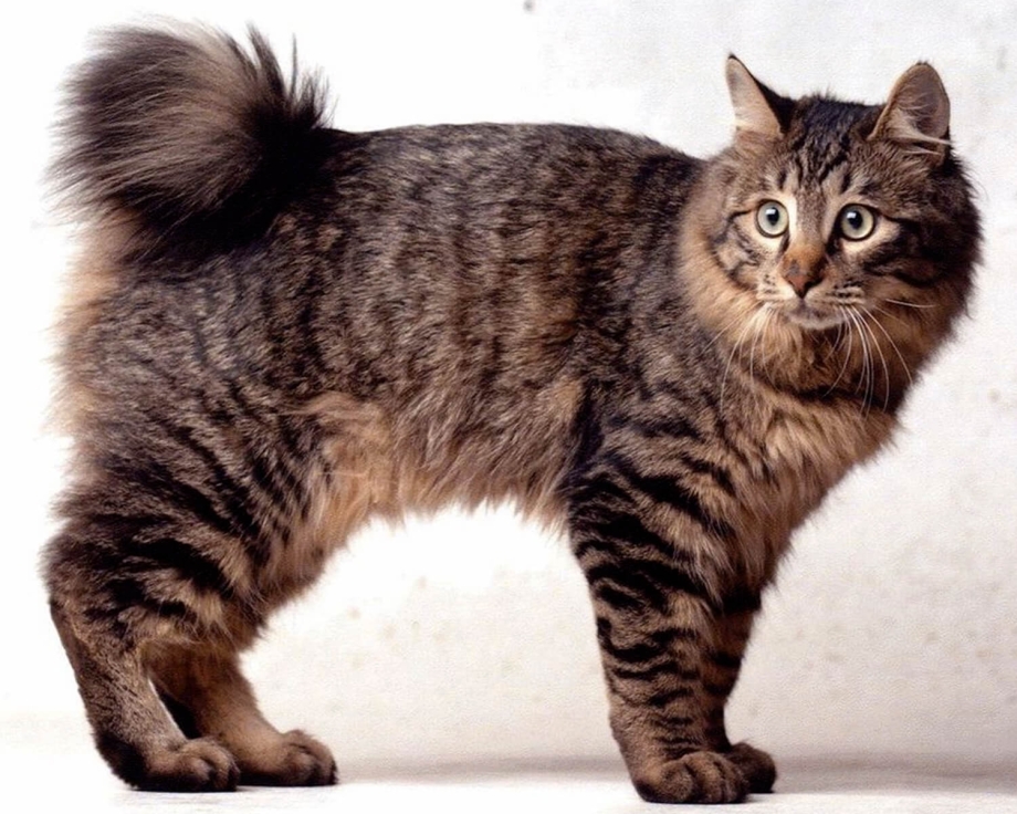 Кот Курильский бобтейл