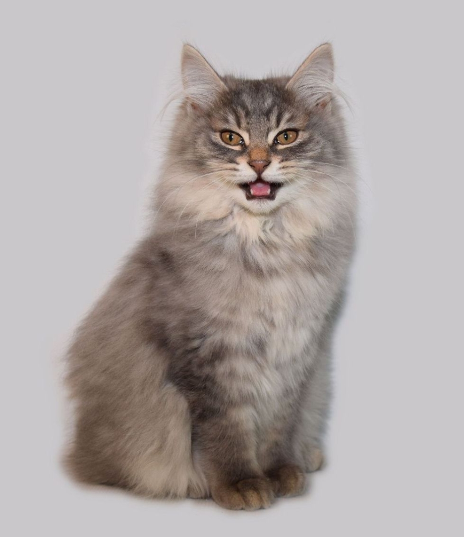 Кот Курильский бобтейл