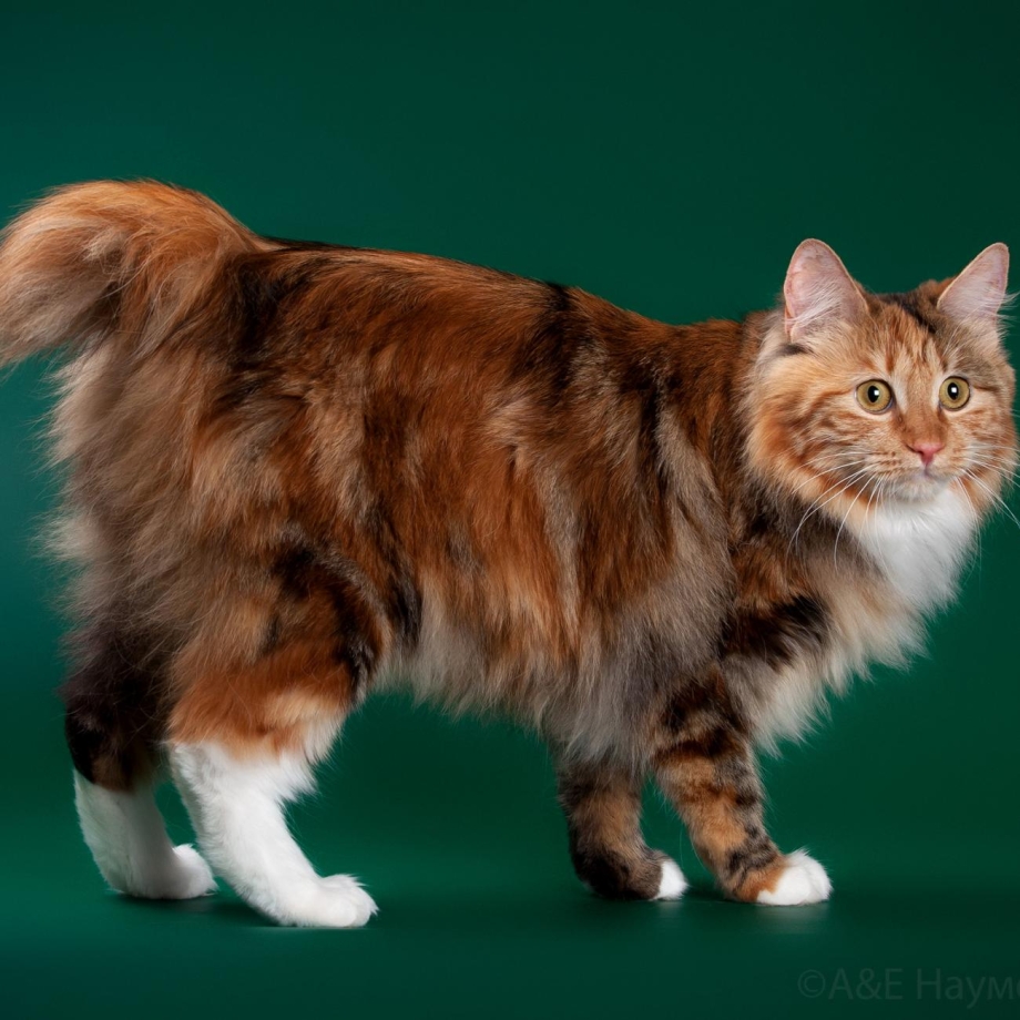 Кот Курильский бобтейл