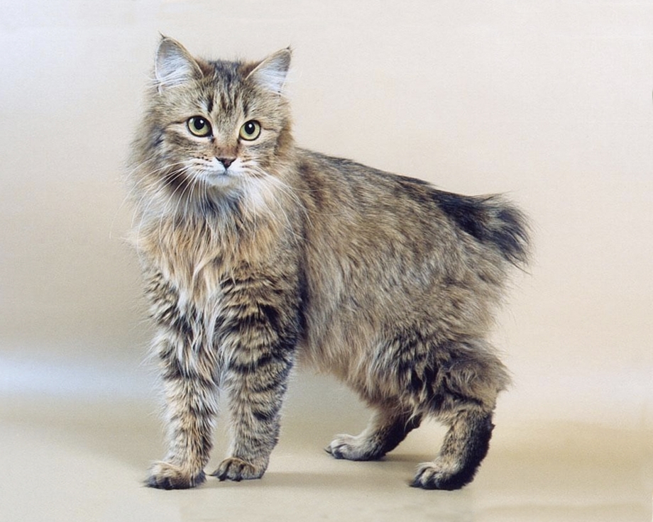 Кот Курильский бобтейл