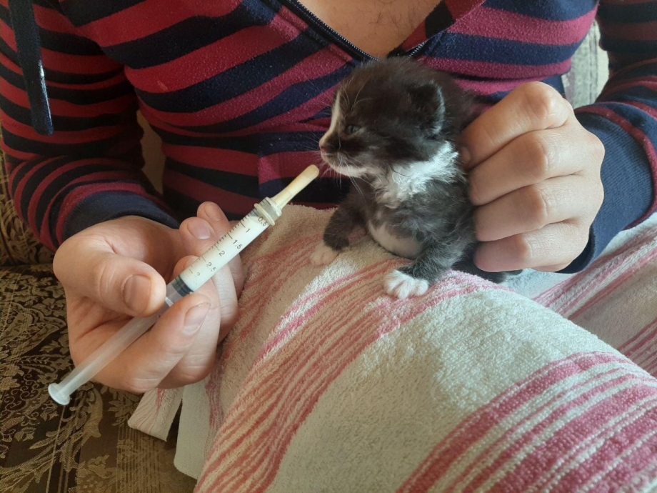 Пипетка для котят