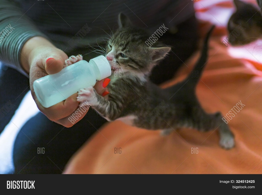 Котенок пьет из бутылочки