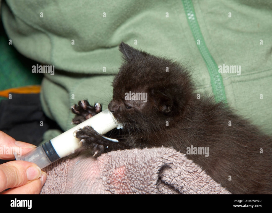 Кормление котенка из шприца