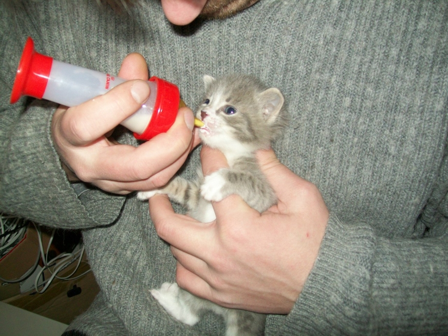 2х недельные котята