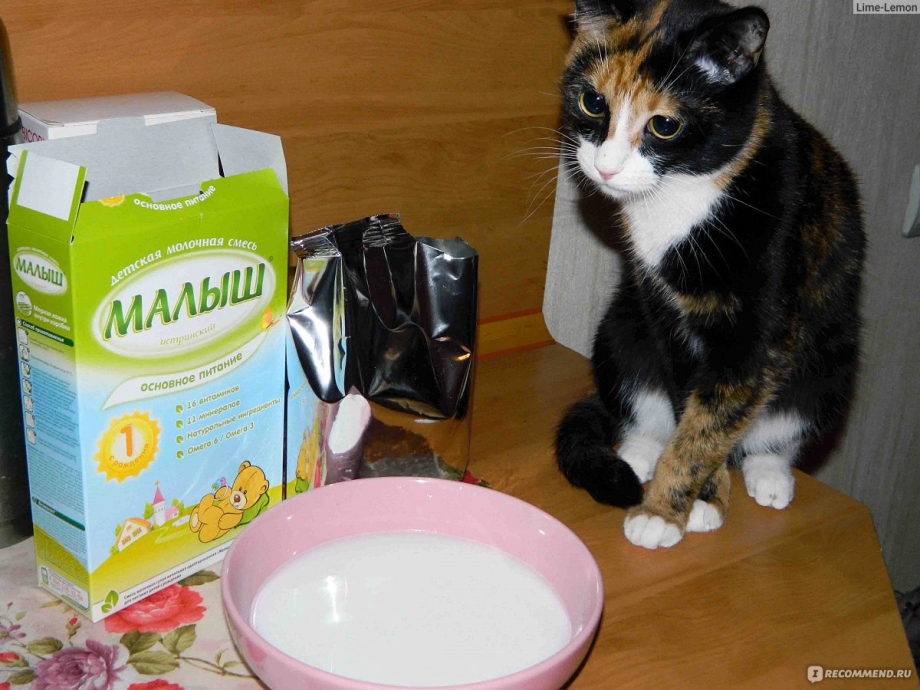 Смеси для новорожденных котят и для детей
