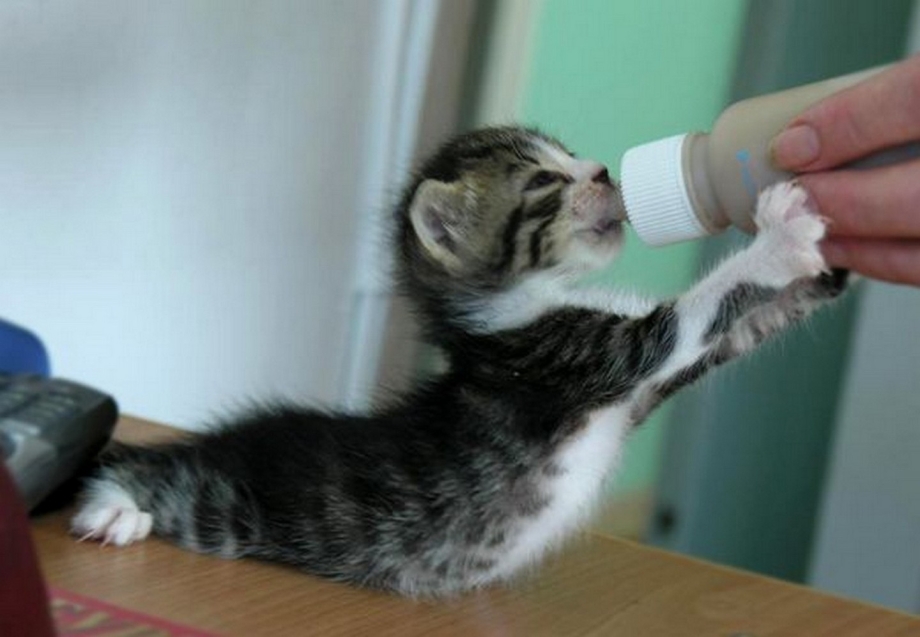 Котенка выкармливают из бутылочки